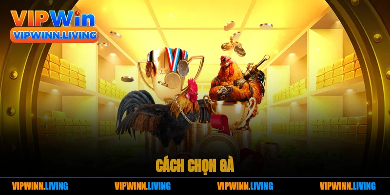 Cách chọn gà.