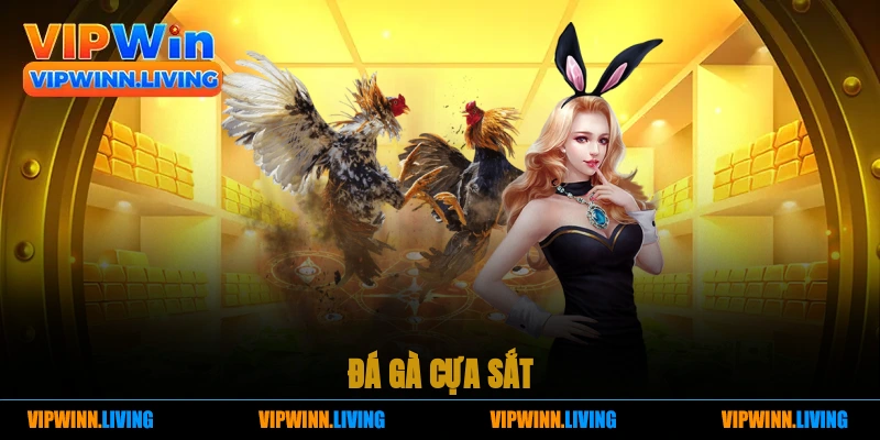 Đá gà cựa sắt