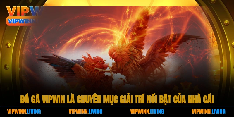 Đá Gà Vipwin là chuyên mục giải trí nổi bật của nhà cái